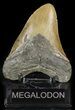 Bargain, Megalodon Tooth - North Carolina #48295-2